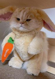  史上最强倒霉萌宝小太白